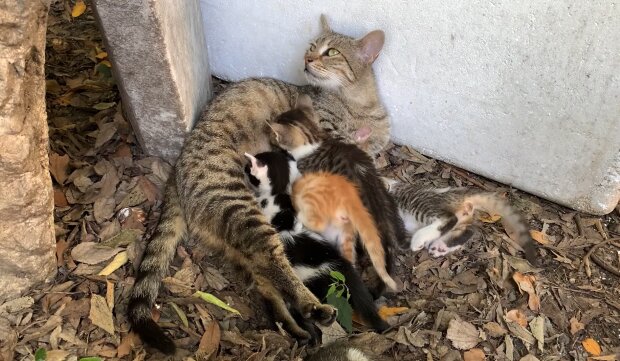 Katze Mia nimmt zwei Kitten bei sich auf. Quelle: Youtube Screenshot