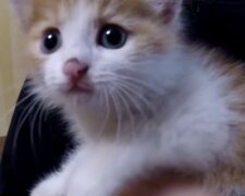 Babykatze. Quelle: Youtube Screenshot