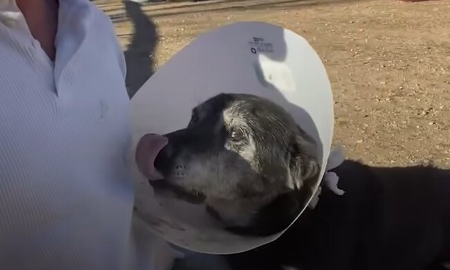 Hund in der Rehabilitation. Quelle: YouTube Screenshot