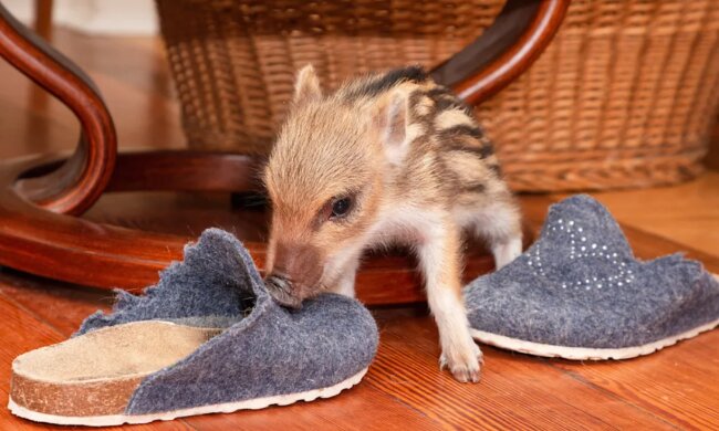 Ein alter Dackel "adoptierte" ein 2 Wochen altes Wildschwein und rettete ihm das Leben