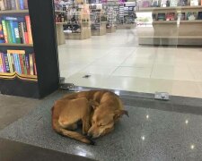Der Hund beschloss, das Buch aus dem Laden zu stehlen und veränderte sein Leben zum Besseren
