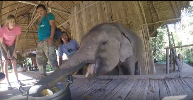 "Sehr lecker": Besonderes Elefantenbaby probiert zum ersten Mal Kürbis