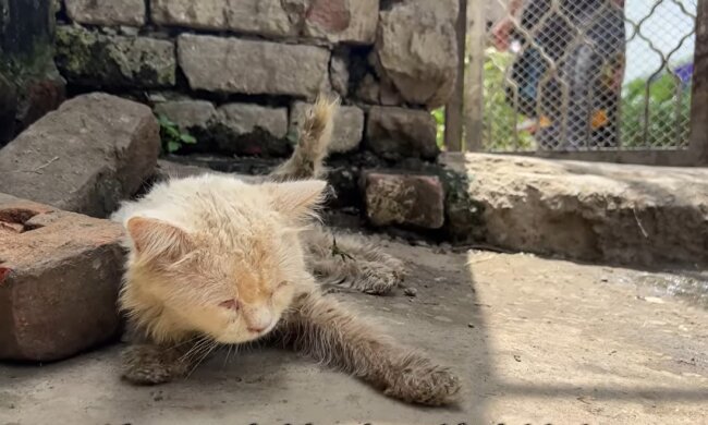 Katze. Quelle: Youtube Screenshot