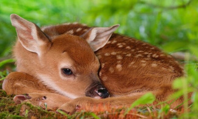 Der Hirsch kam auf das Mädchen zu und bat um Hilfe, und es ließ das Tier nicht im Stich