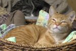Katze im Tierheim. Quelle: Youtube Screenshot