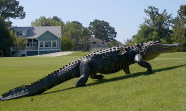 Alligator. Quelle: YouTube Screenshot