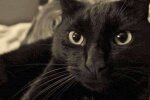Wunder geschehen: eine Katze kam nach acht Jahren Abwesenheit nach Hause zurück