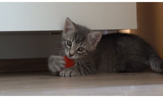 Kätzchen. Quelle: Screenshot YouTube