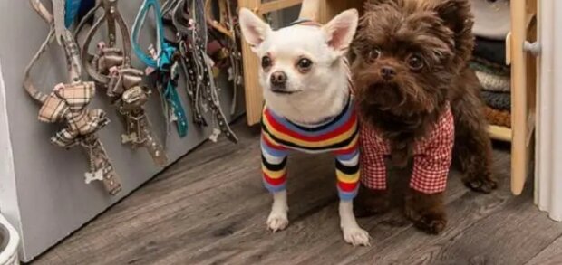 Die Besitzerin verwöhnter Chihuahua hat ein Vermögen für Designer-Outfits für Hunde ausgegeben