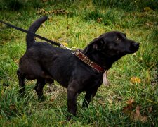 Winziger Hund Archie wurde in der Kälte im Gebüsch zurückgelassen: Er trug nur ein Halsband