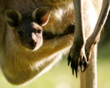 Die Mutter hat die Welt verlassen und das Känguru blieb in ihrer Tasche: Zum Glück kamen zwei Frauen vorbei