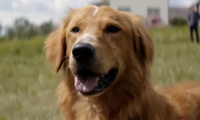 Hund. Quelle: Screenshot YouTube