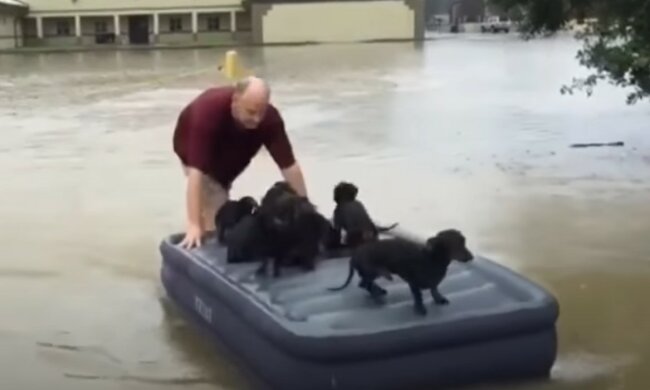 Anstatt seine Güter vor der Flut zu retten, nahm der Mann die Welpen des Nachbarn mit