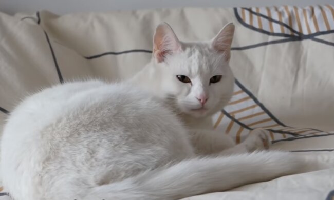 Die Katze. Quelle: Screenshot YouTube