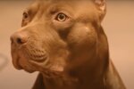 Pitbull. Quelle: Screenshot YouTube