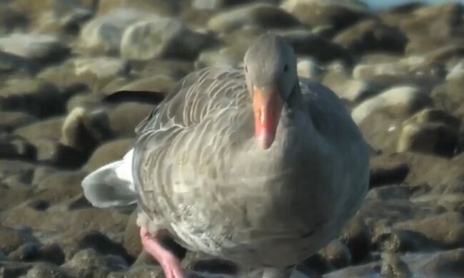 Eine Gans im Zoo. Quelle: YouTube Screenshot