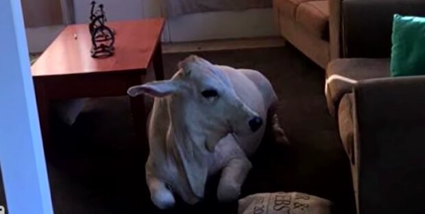 Eine Kuh in einem warmen Bauernhaus.  Quelle: Youtube Screenshot