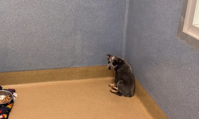 Der einsame Welpe im Tierheim. Quelle: Youtube Screenshot