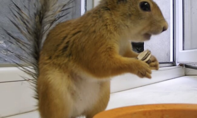 Eichhörnchen. Quelle: Screenshot YouTube