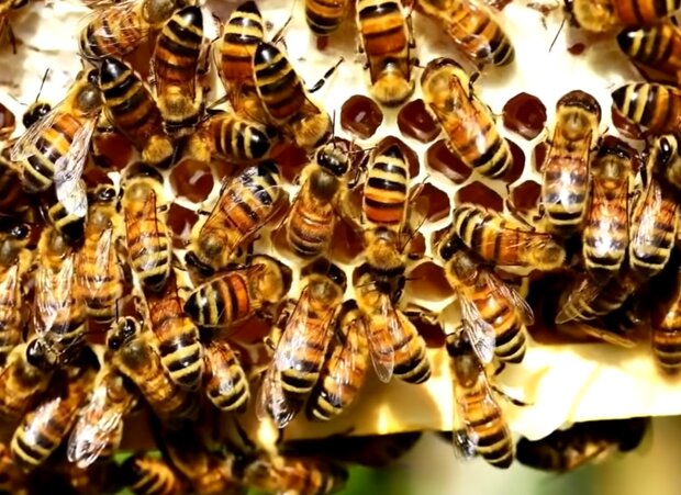 Bienen. Quelle: Screenshot Youtube