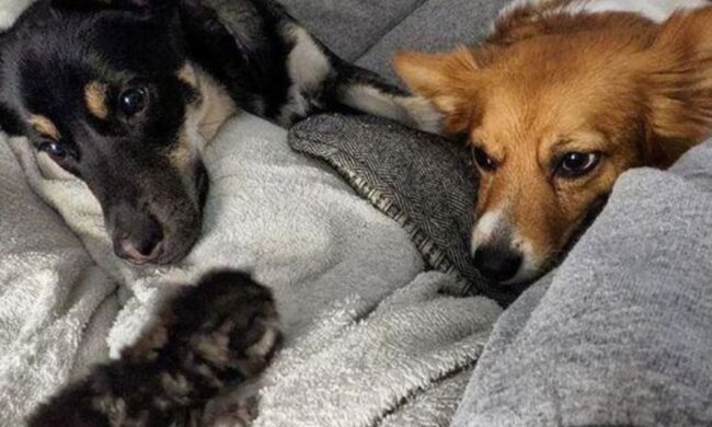 Fiona mit den Hunden. Quelle: binokl.cc