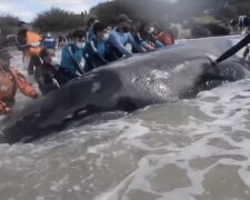 Rettung der Wale. Quelle: Screenshot YouTube