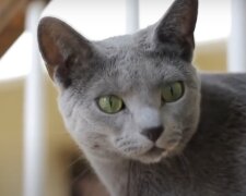 Katze. Quelle: Screenshot YouTube