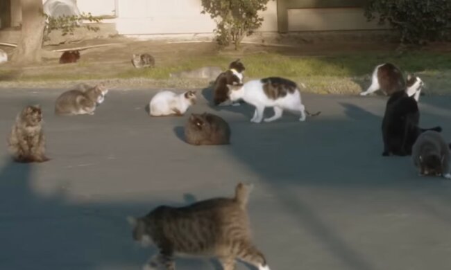 Die Katzen. Quelle: Youtube Screenshot