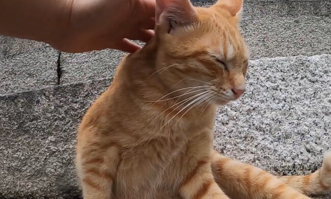 Rex. Quelle: YouTube Screenshot