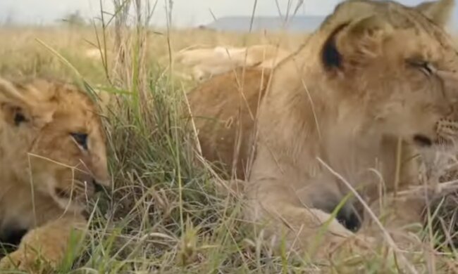 Löwen. Quelle: Screenshot YouTube