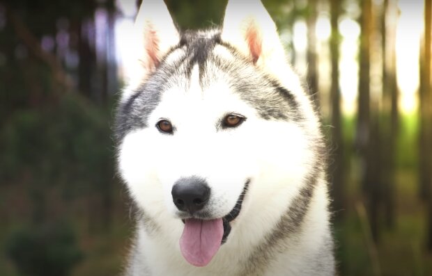 Husky. Quelle: Screenshot YouTube