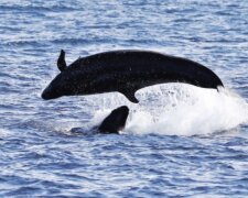 Ein springender Delfin. Quelle: ndtv.com