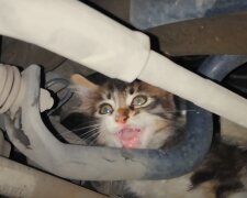 "Wunderbare Rettung": Ein Kätzchen überlebte eine 150 km lange Reise in der Motorhaube eines Autos