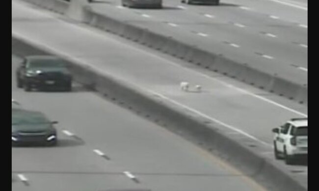 Hunde auf der Autobahn. Quelle: Youtube Screenshot