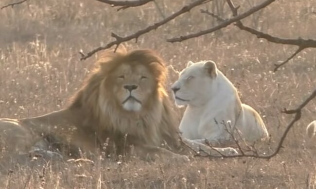 Charmantes pelziges Paar. Quelle: Screenshot YouTube