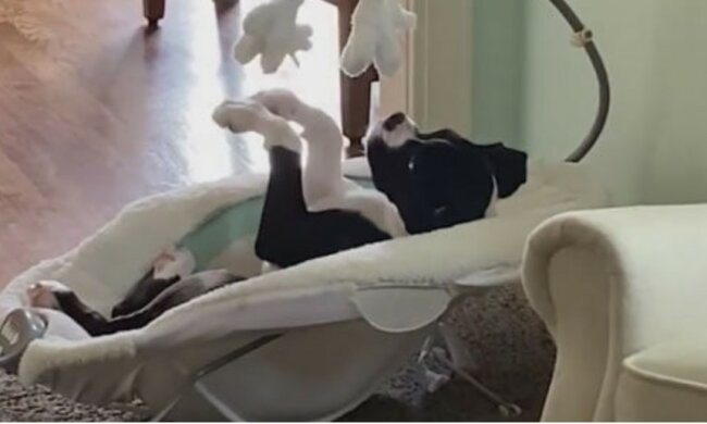 Wenn niemand mit dem Hund spielen will, legt er sich in die Wiege des Babys und muntert sich auf