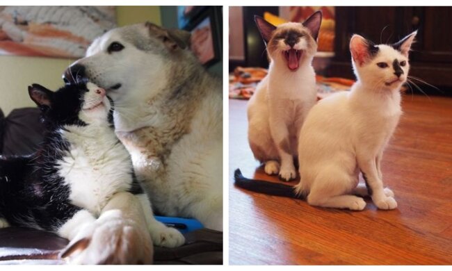 Hündin, Kater und Kätzchen. Quelle: pulse.com