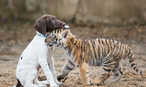 Die von ihrer Mutter abgelehnter Tiger fand seinen besten Freund, einen Welpen