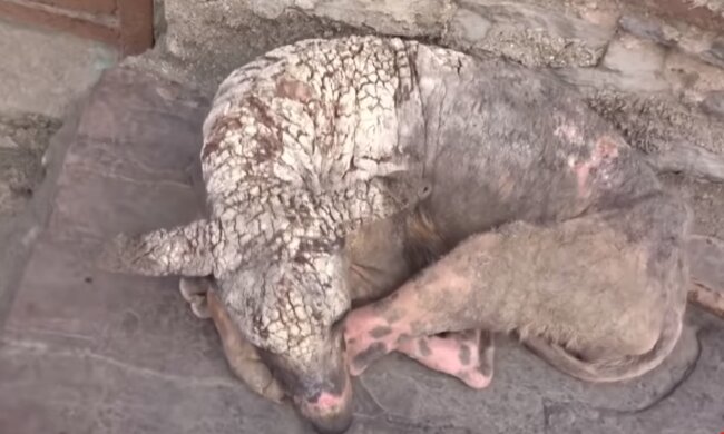 "Er sah eher aus wie eine Statue als ein lebendiges Wesen." Quelle: Screenshot Youtube