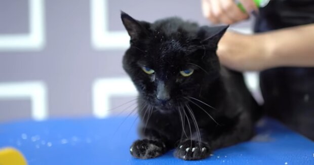 Schwarze Katze. Quelle: Youtube Screenshot