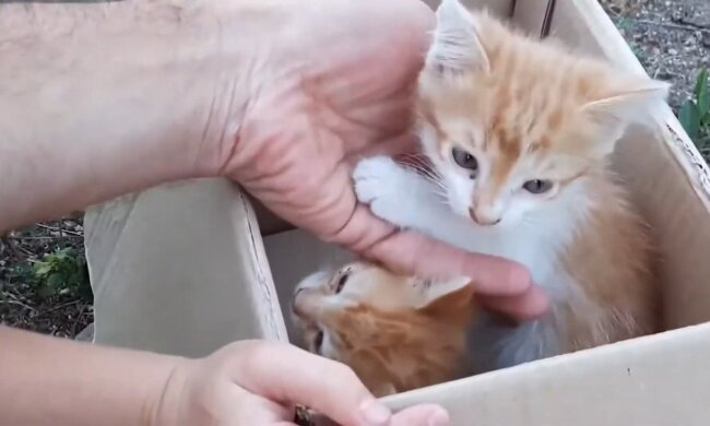 Babykatzen in der Kiste. Quelle: Youtube Screenshot