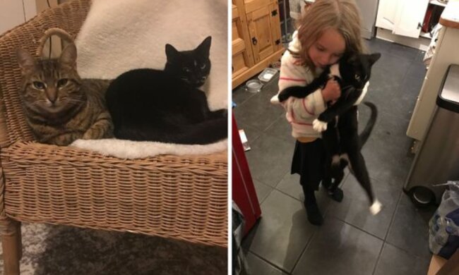 Vor dem Weggang machte der Vater seinen Töchtern ein besonderes Geschenk: Jetzt helfen Katzen den Mädchen, ihren Verlust zu überleben