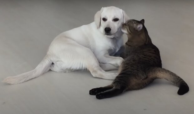 Freundschaft zwischen Hund und Katze. Quelle: Screenshot YouTube