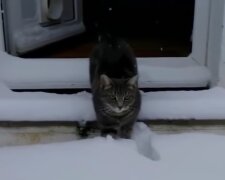 Katze im Schnee. Quelle: Screenshot Youtube