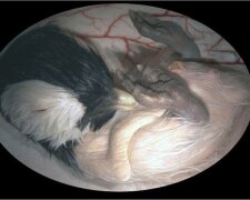 Wie Tierbabys im Mutterleib aussehen