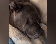 Hund beim Schlafen. Quelle: Screenshot Youtube