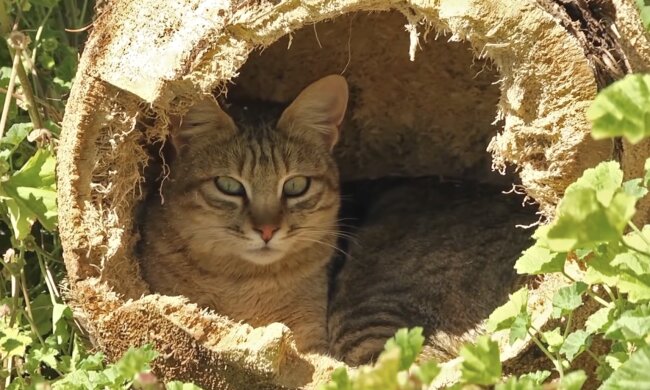 Katze. Quelle: Screenshot YouTube