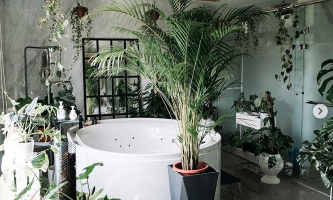 Wie sieht das Haus eines Mannes aus, der von Zimmerpflanzen besessen ist