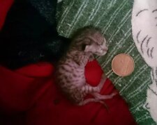 Das Neugeborene wog 40 Gramm: wie eine Katze ohne Hilfe von Tierärzten gerettet wurde