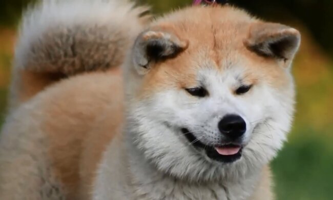 Der Hund. Quelle:Screenshot YouTube